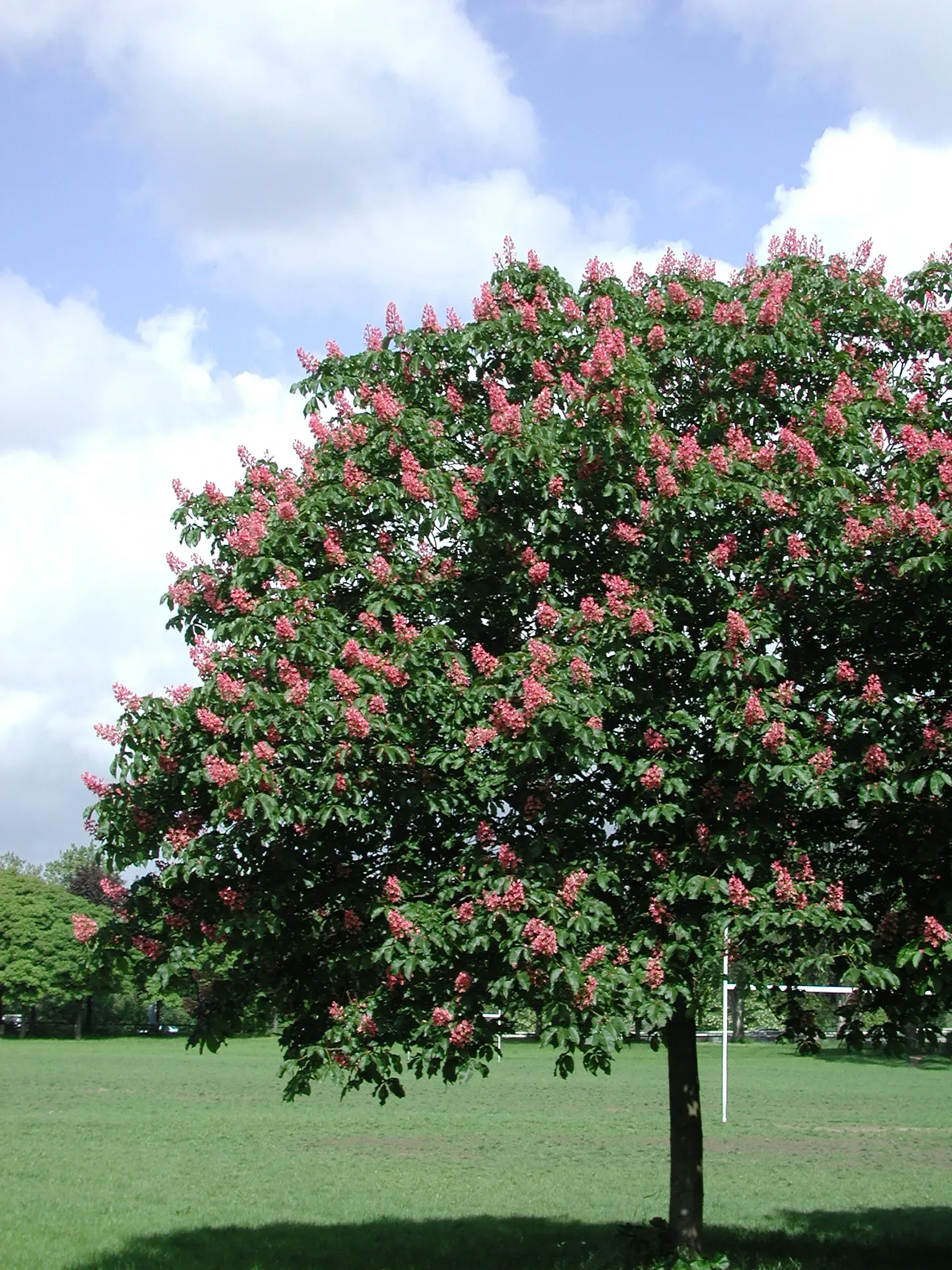 Horse Chestnut Tree