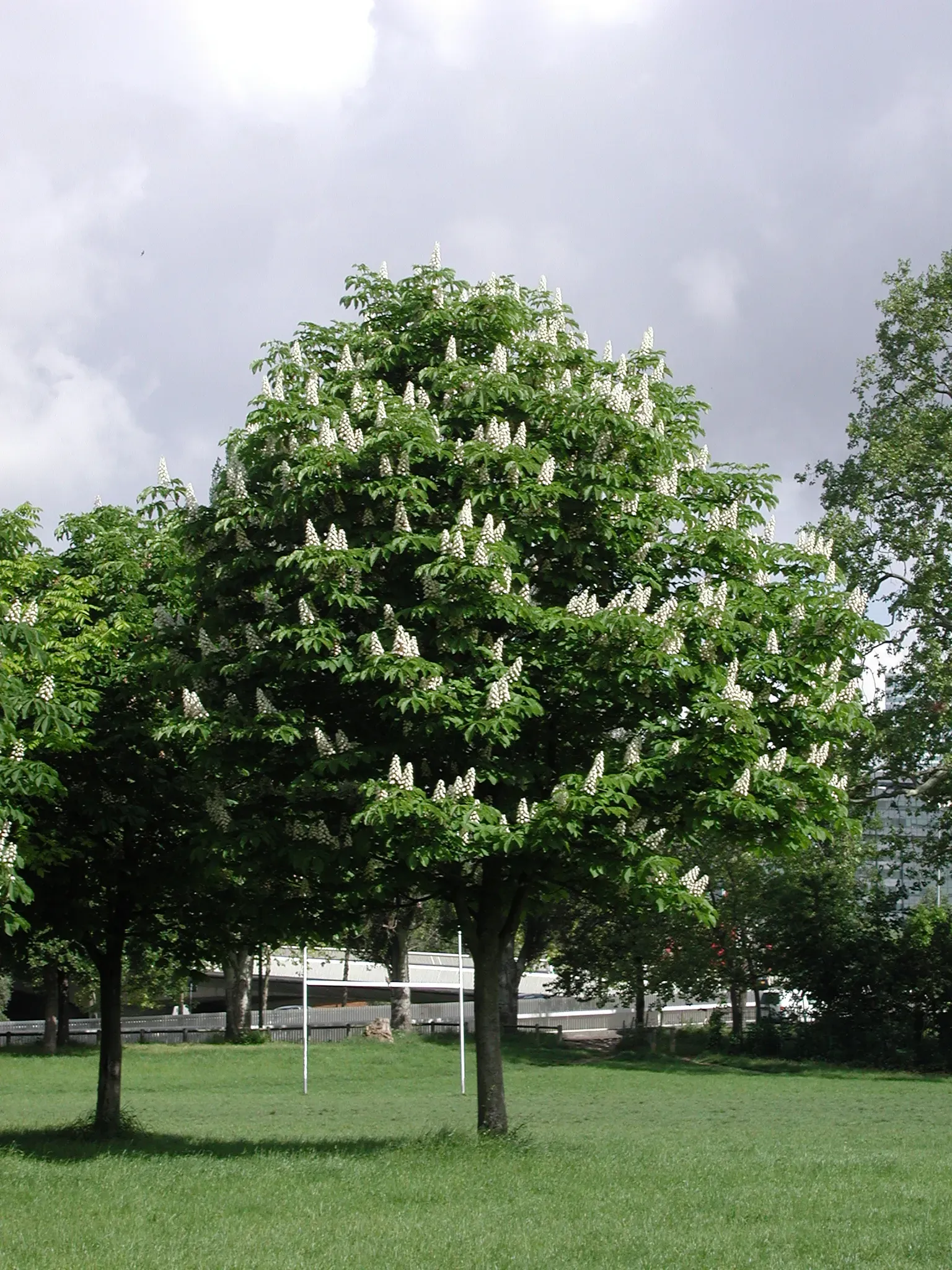 Horse Chestnut Tree