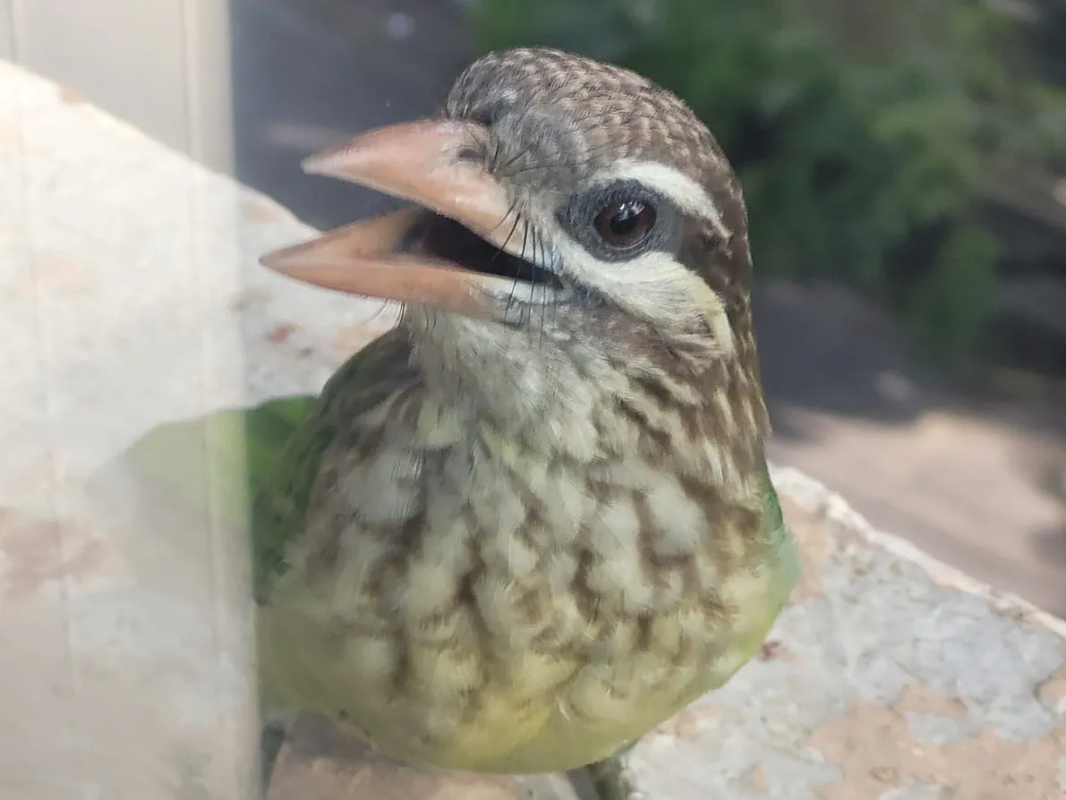 white cheeked barbet