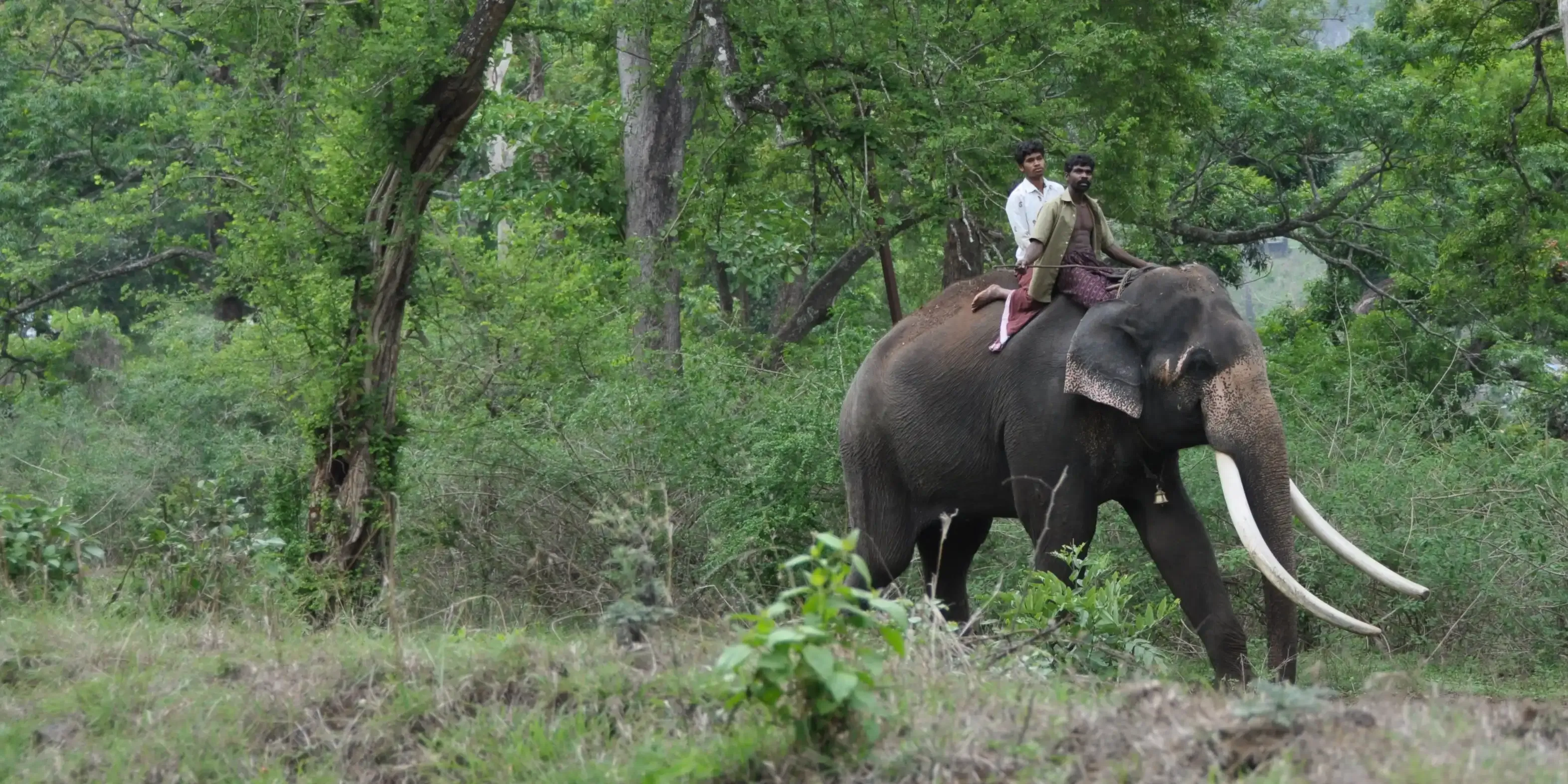  A tusker