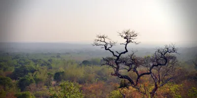 Masinagudi Forest