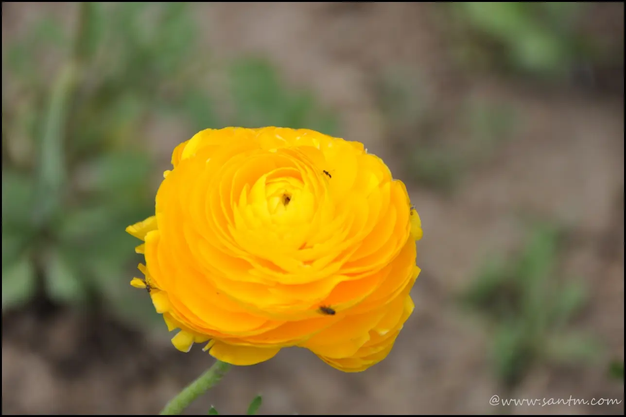 Image 27