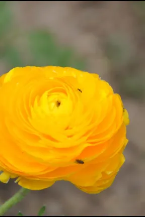 Image 27