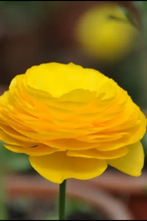Image 32