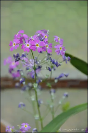 Image 36