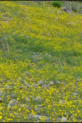 Image 52