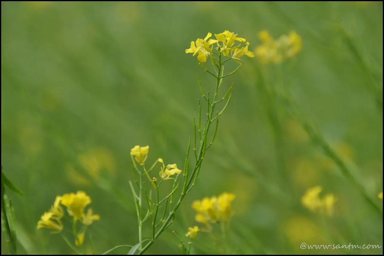 Image 60