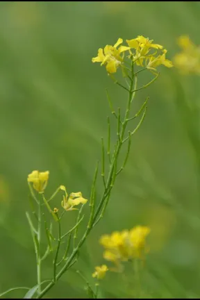Image 60