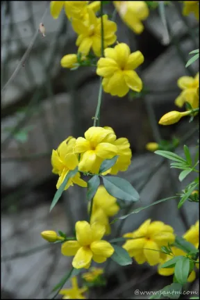 Image 61