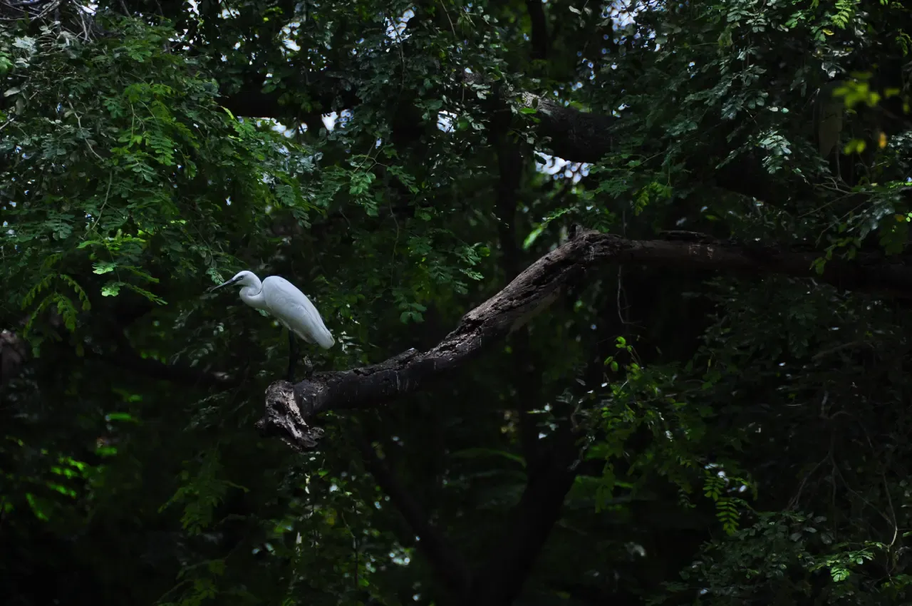Image 81