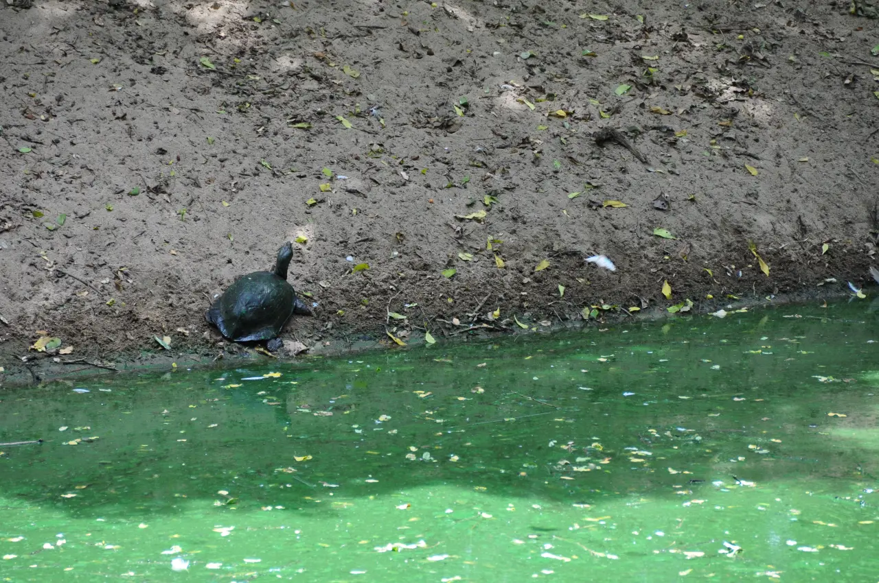 Image 83
