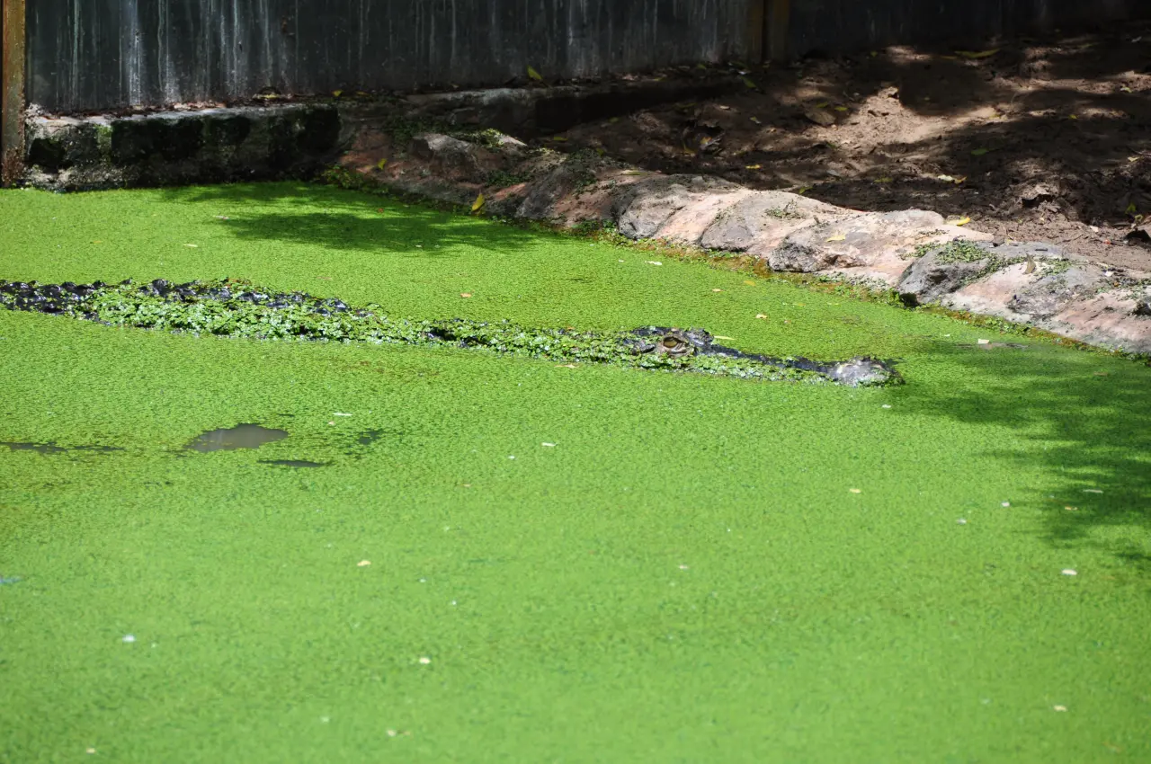 Image 84
