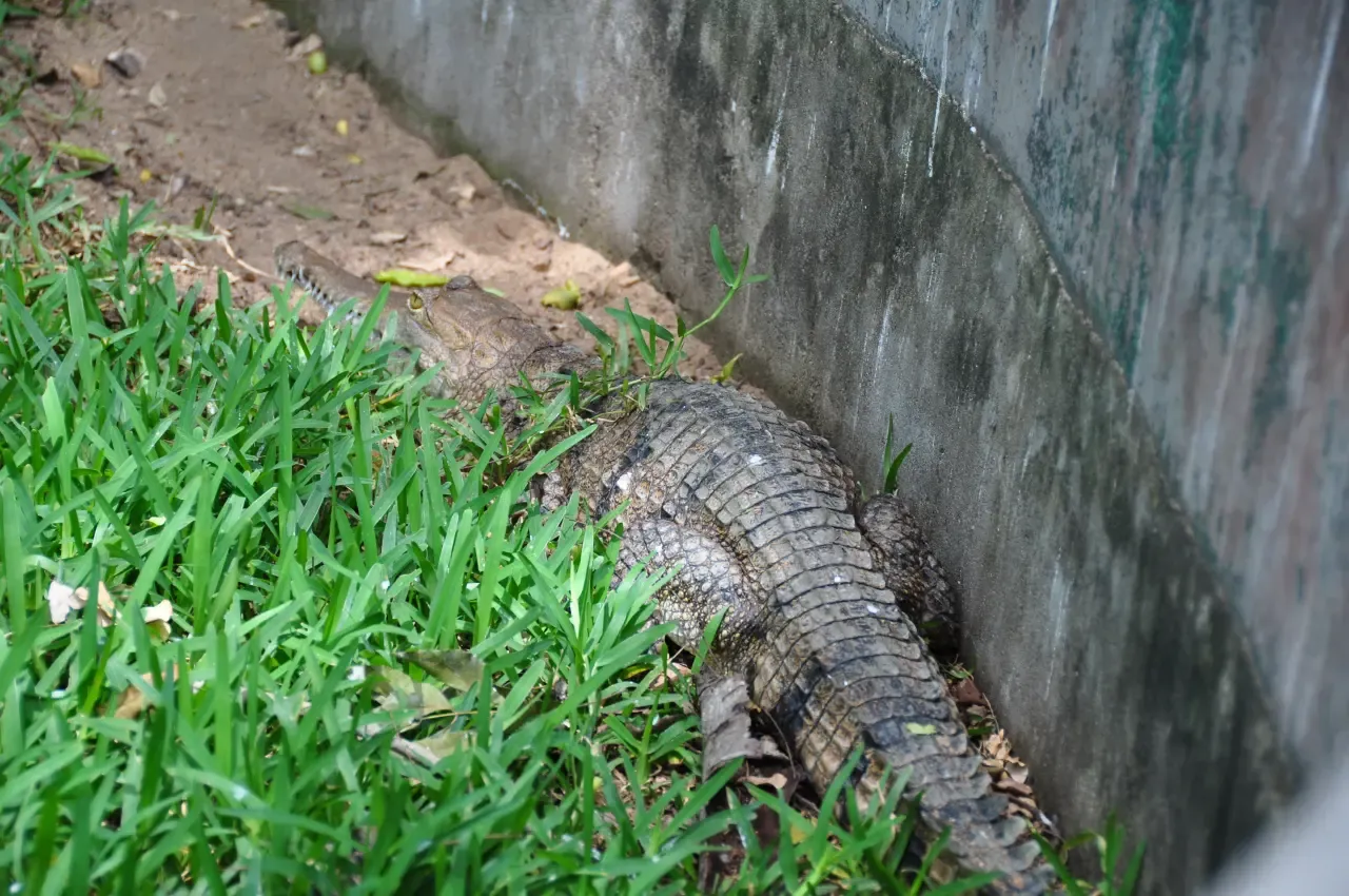 Image 87
