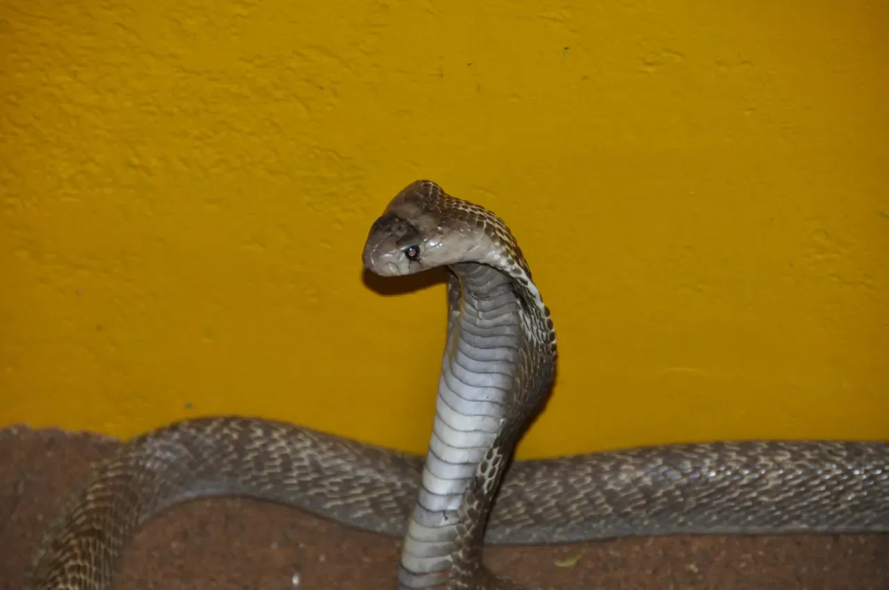 Image 90
