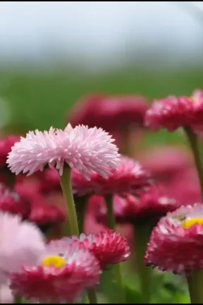 2014 Apr. Flowers of Himachal