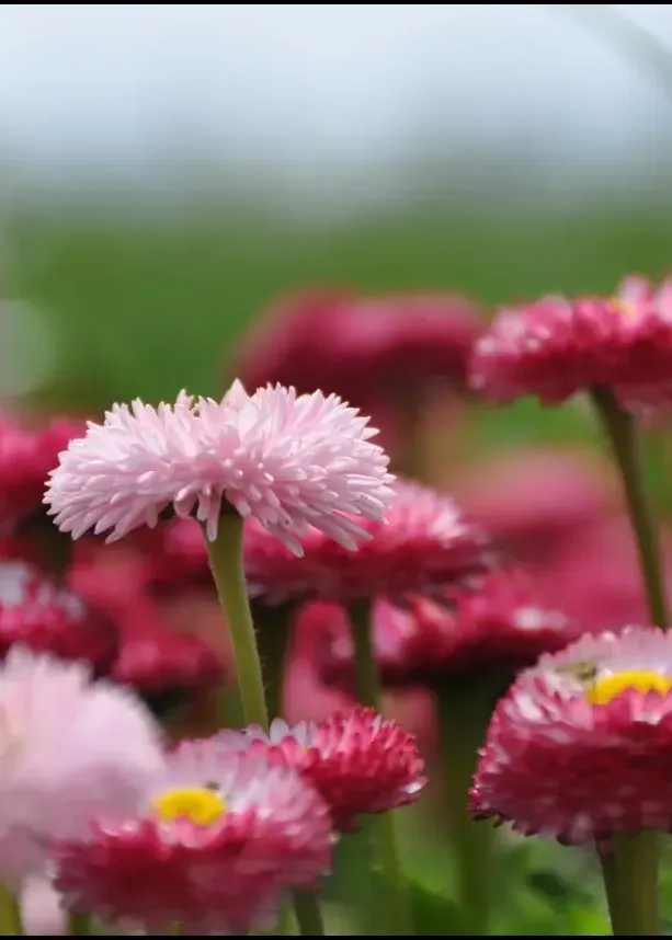 2014 Apr. Flowers of Himachal