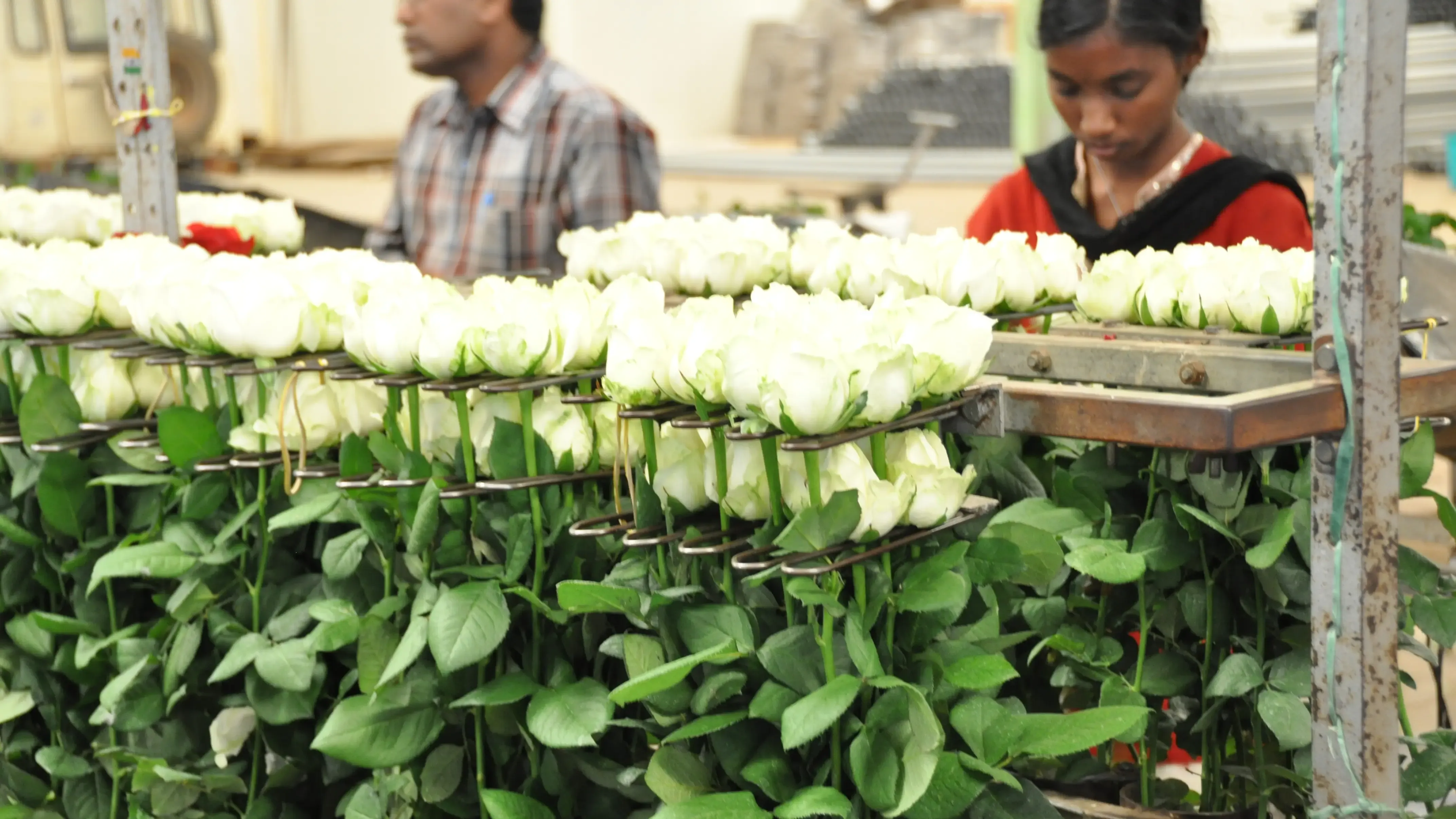 White Roses