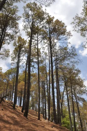 2017 May. Binsar