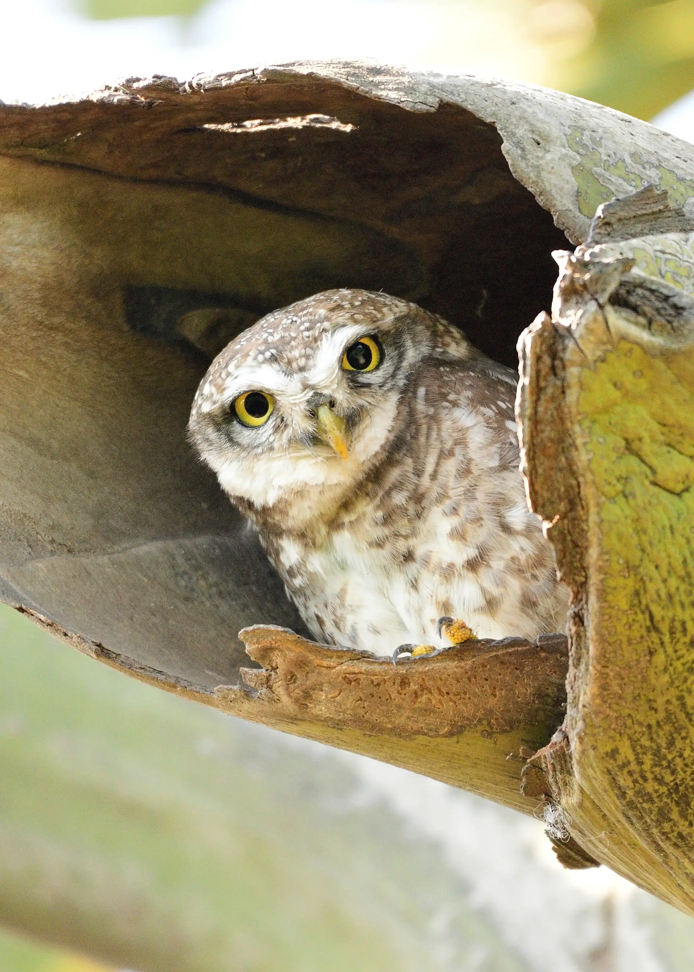 Birds around Bangalore