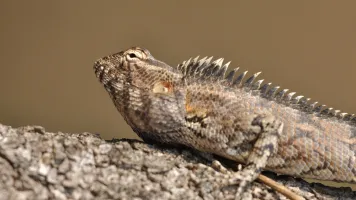 Garden Lizard