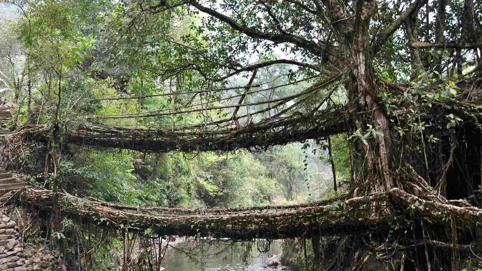 Double Decker Root Bridge