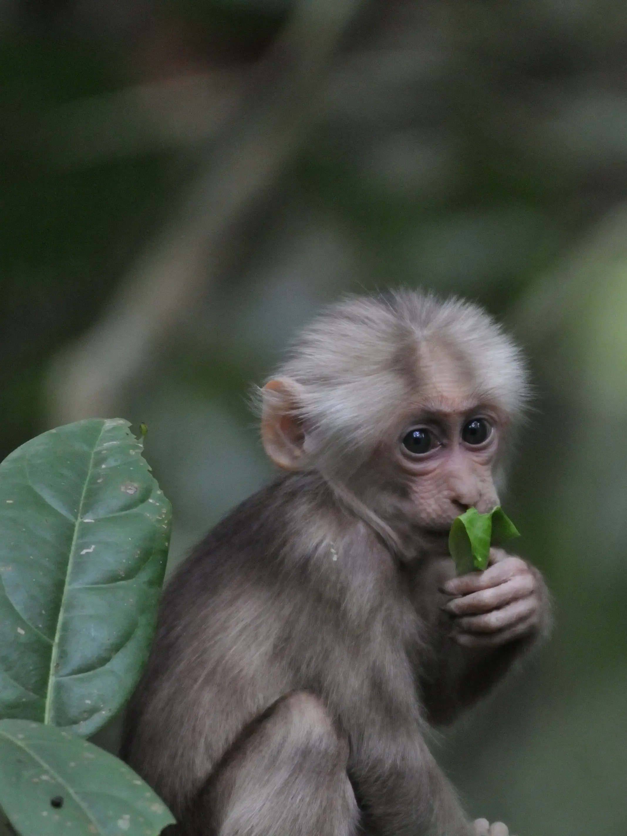 2018 April. Hoollongapar