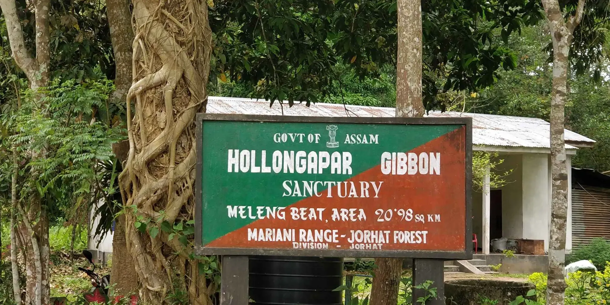 Hoollongapar Gibbon