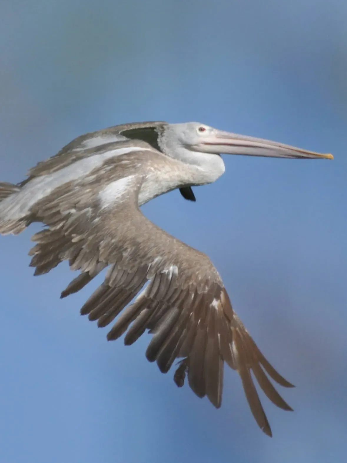 Jakkur Lake Bangalore