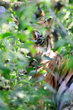 2018 Oct. Kabini