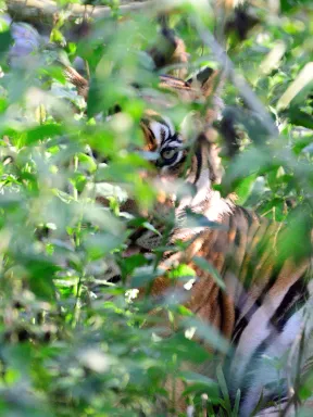 2018 Oct. Kabini