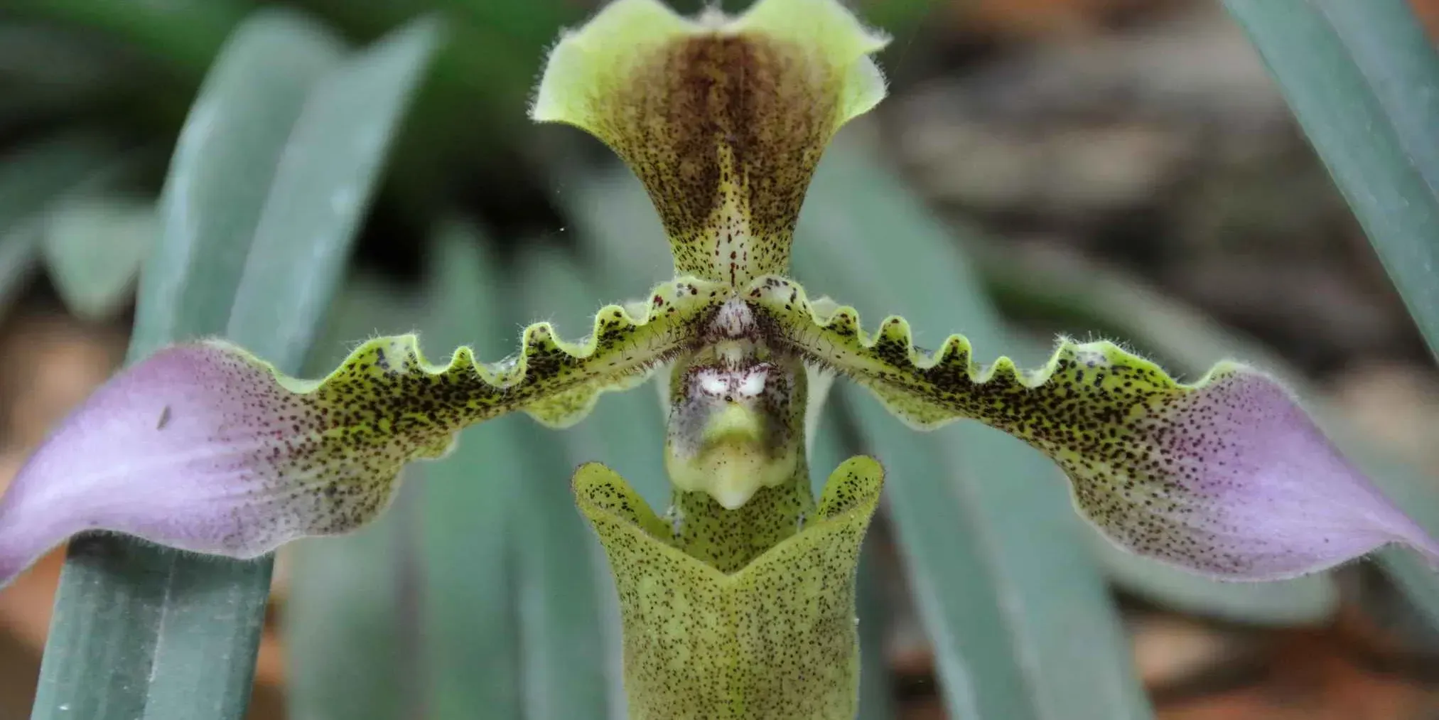 North Eastern India has so many Orchids