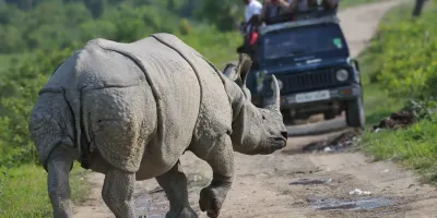 A Rihno at Kaziranga