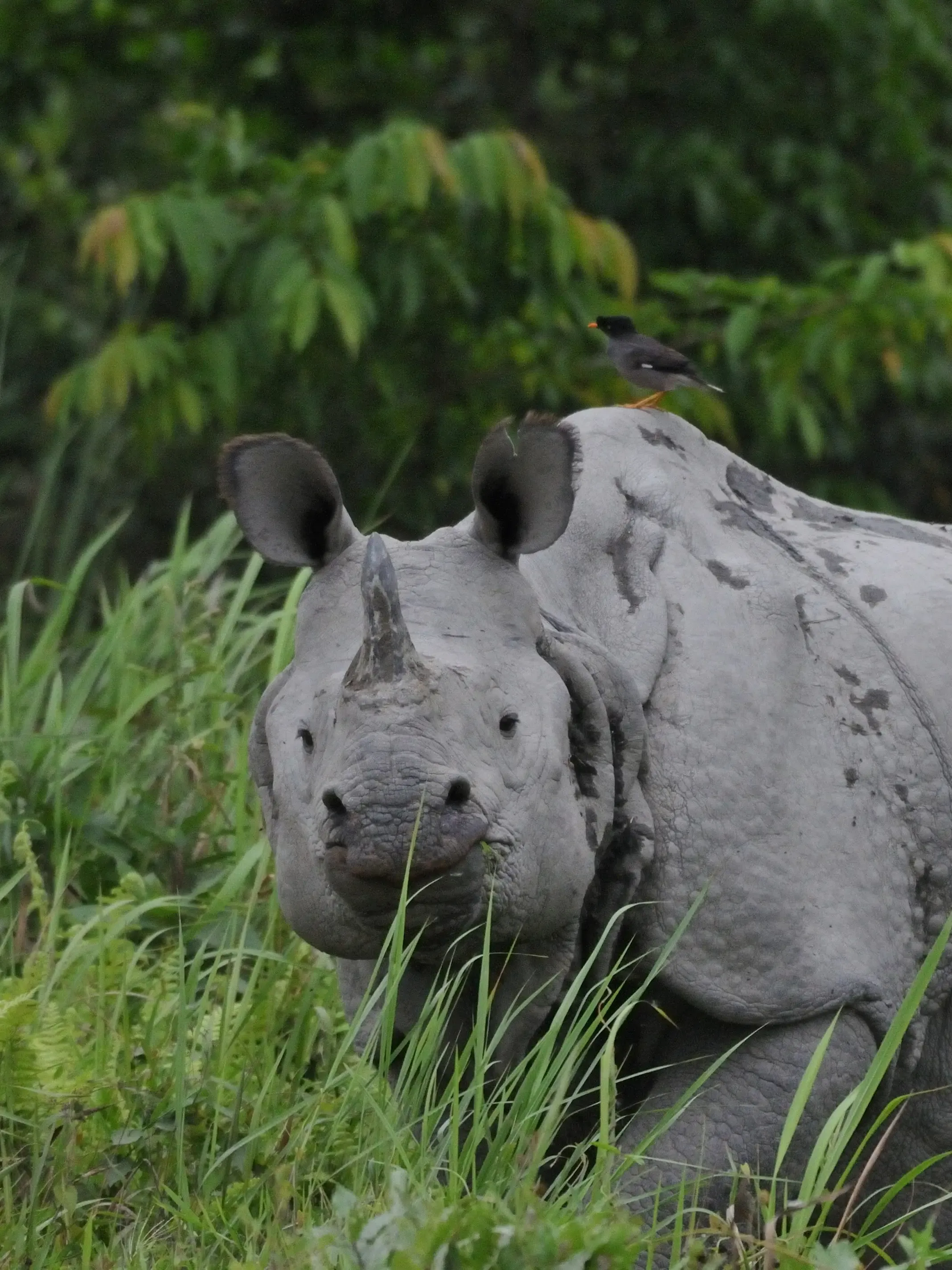 2018 April. Kaziranga