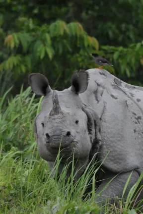 2018 April. Kaziranga