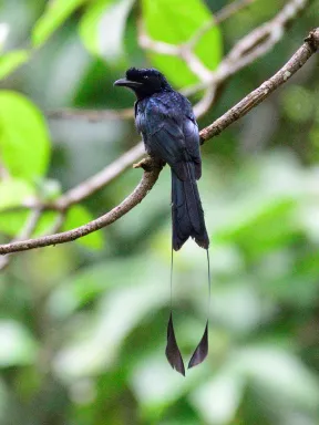 2018 Oct. Kerala