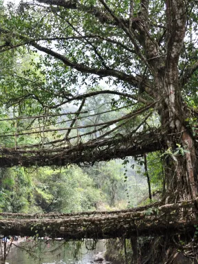 2018 Apr. Meghalaya I