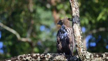 changeable hawk-eagle or crested hawk-eagle