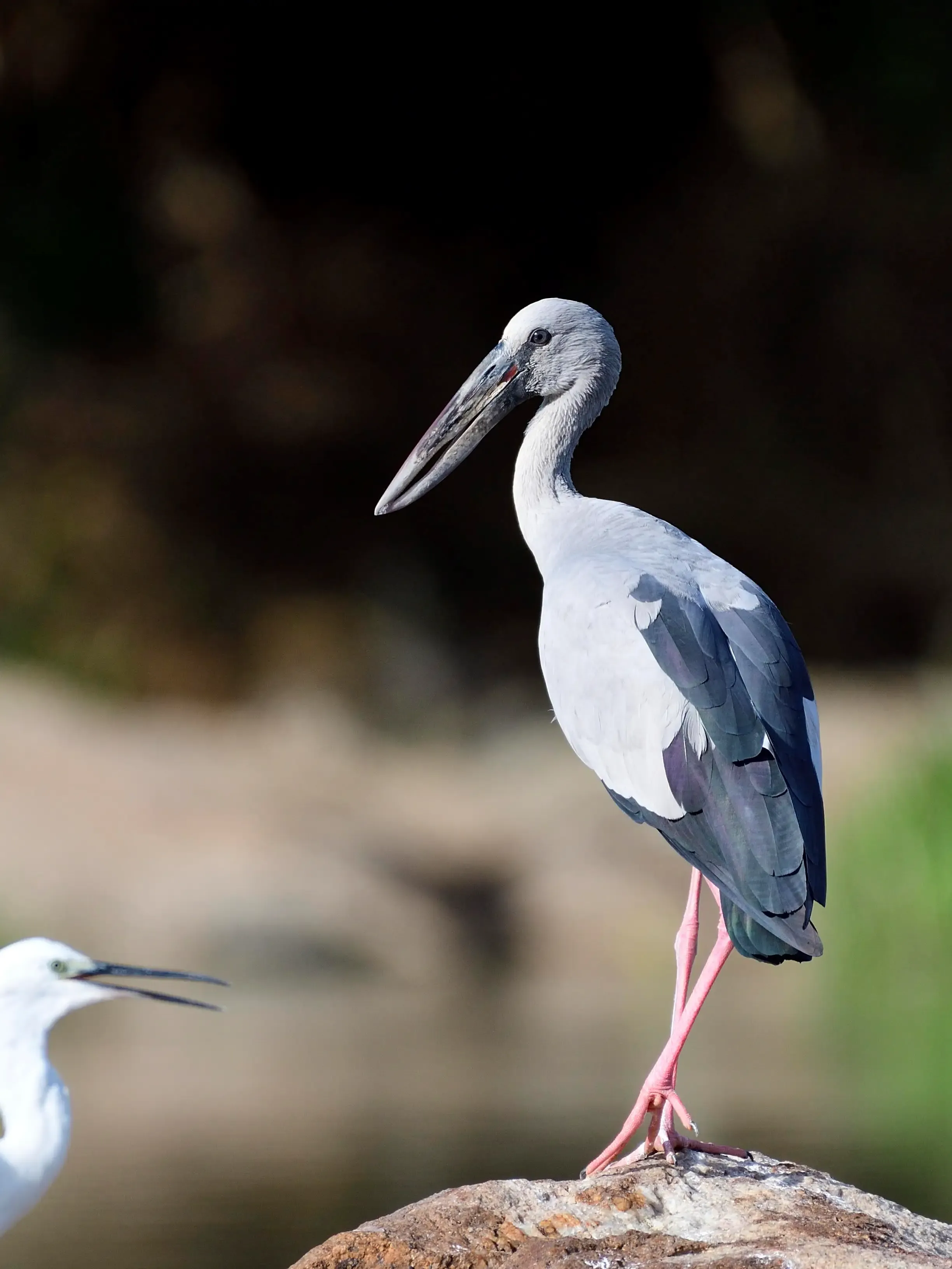 2018 Oct. Ranganathittu