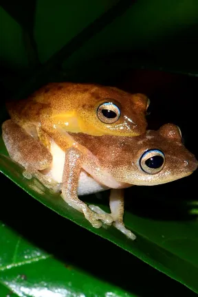 2019 Jun Agumbe