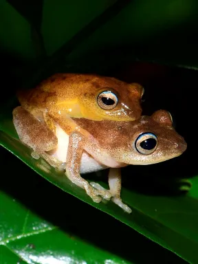 2019 Jun Agumbe