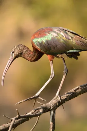 2019 Feb Bharatpur