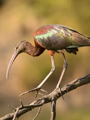 2019 Feb Bharatpur