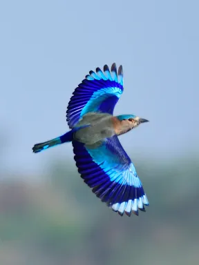 2019 Feb Bidar