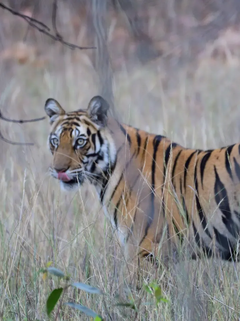 2019 April. Forest of M.P.