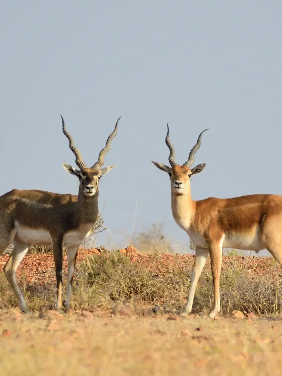 2019 Jan. Jayamangali
