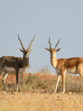2019 Jan. Jayamangali