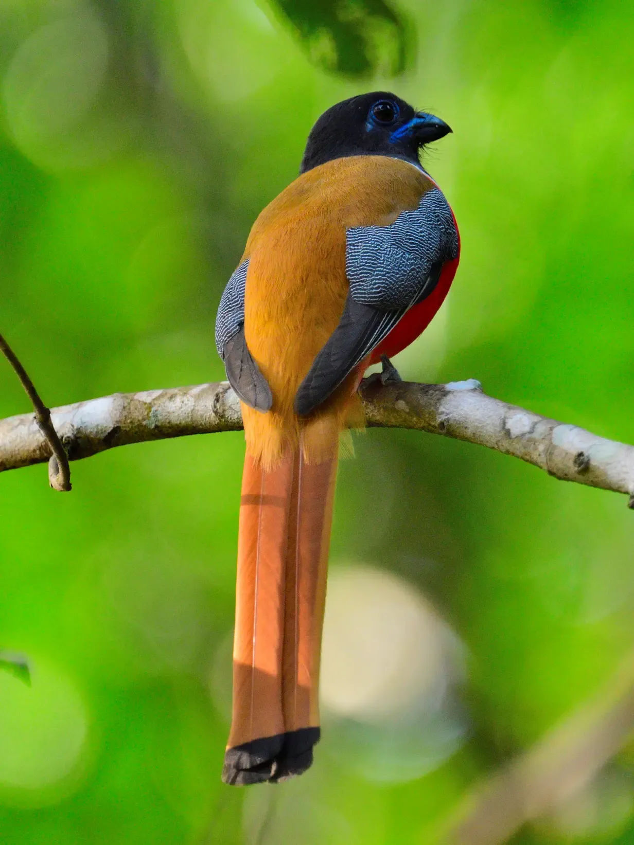 2019 Dec Old Magazine House