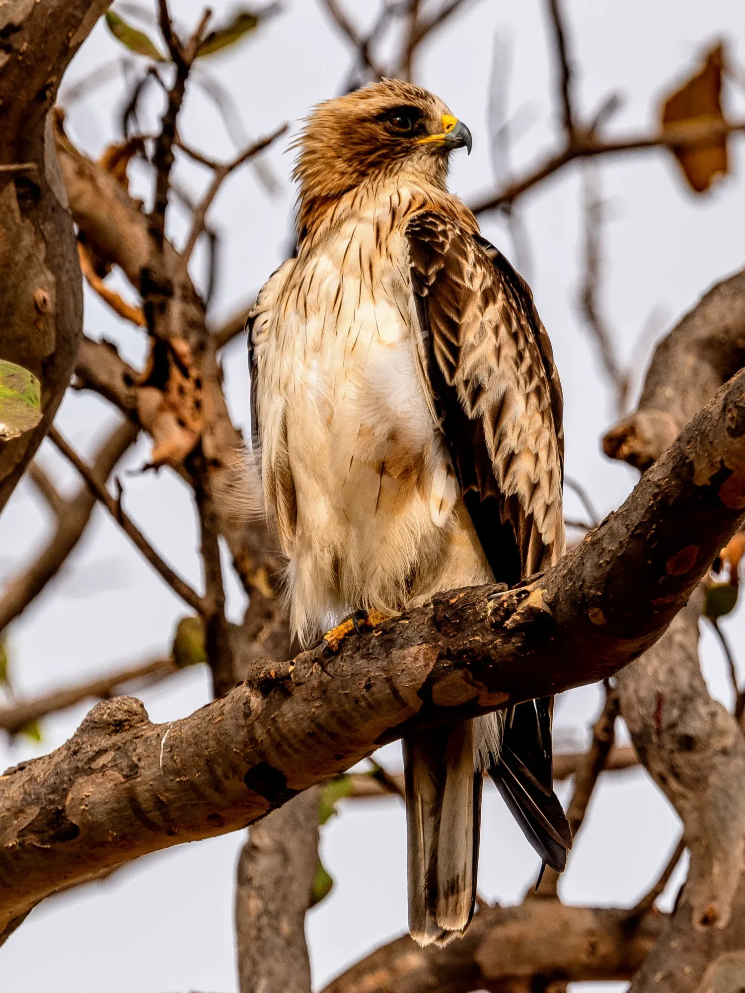 2020 Dec Bhilai (C.G.)