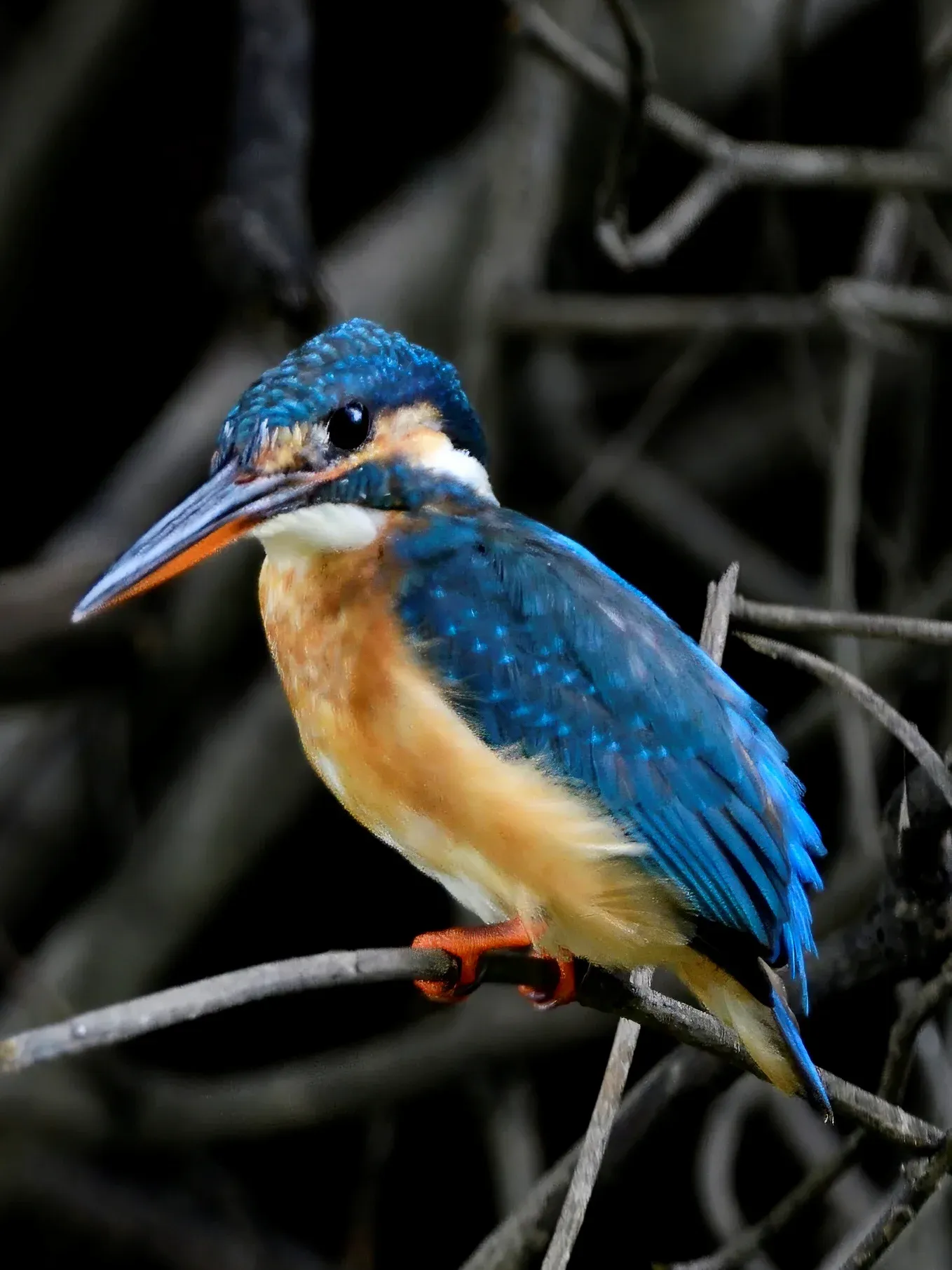 2020 Sep JLR Galibore