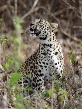 This trip was part of Nikon Workshop. It was one night 2 safaris in the month of March, when jungle was quite dry. The hope was to spot some tigers, we became very lucky to spot a leopard cub in close proximity.